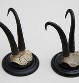 2 x antieke GEMS hoorns / gewei op rond schild - 1901