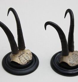 2 x antieke GEMS hoorns / gewei op rond schild - 1901