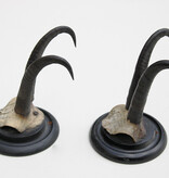 2 x antieke GEMS hoorns / gewei op rond schild - 1901