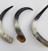 3 x KOE HOORN - 59/65 cm