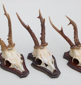 3 x groot REE GEWEI op houten schild -  set O