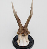 Antiek zesender REE GEWEI op rond zwart houten schild  - rond 1920