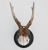 Antiek zesender REE GEWEI op rond zwart houten schild  - rond 1920