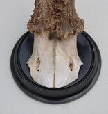 Antiek zesender REE GEWEI op rond zwart houten schild  - rond 1920