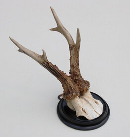 Antiek zesender REE GEWEI  - rond 1920