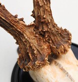 Antiek zesender REE GEWEI op rond zwart houten schild  - rond 1920