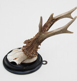 Antiek zesender REE GEWEI op rond zwart houten schild  - rond 1920