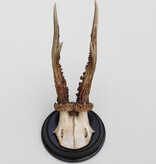 Antiek REE GEWEI  - rond 1910 op rond zwart houten schild