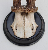 Antiek REE GEWEI  - rond 1910 op rond zwart houten schild