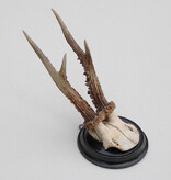 Antiek REE GEWEI  - rond 1910 op rond zwart houten schild