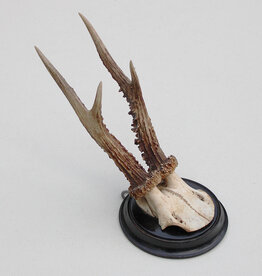 Antiek REE GEWEI  - rond 1910