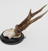 Antiek REE GEWEI  - rond 1910 op rond zwart houten schild