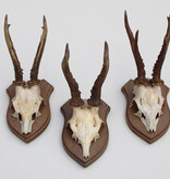 3 x REE GEWEI op houten schild - met kaakdeeltjes