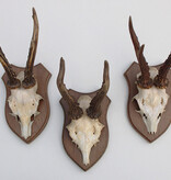 3 x REE GEWEI op houten schild - met kaakdeeltjes