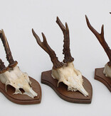 3 x REE GEWEI op houten schild - met kaakdeeltjes