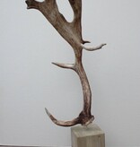 Groot DAMHERT GEWEI op houten sokkel