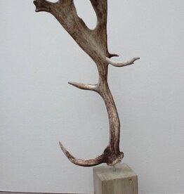 Groot DAMHERT GEWEI op houten sokkel - ref. B