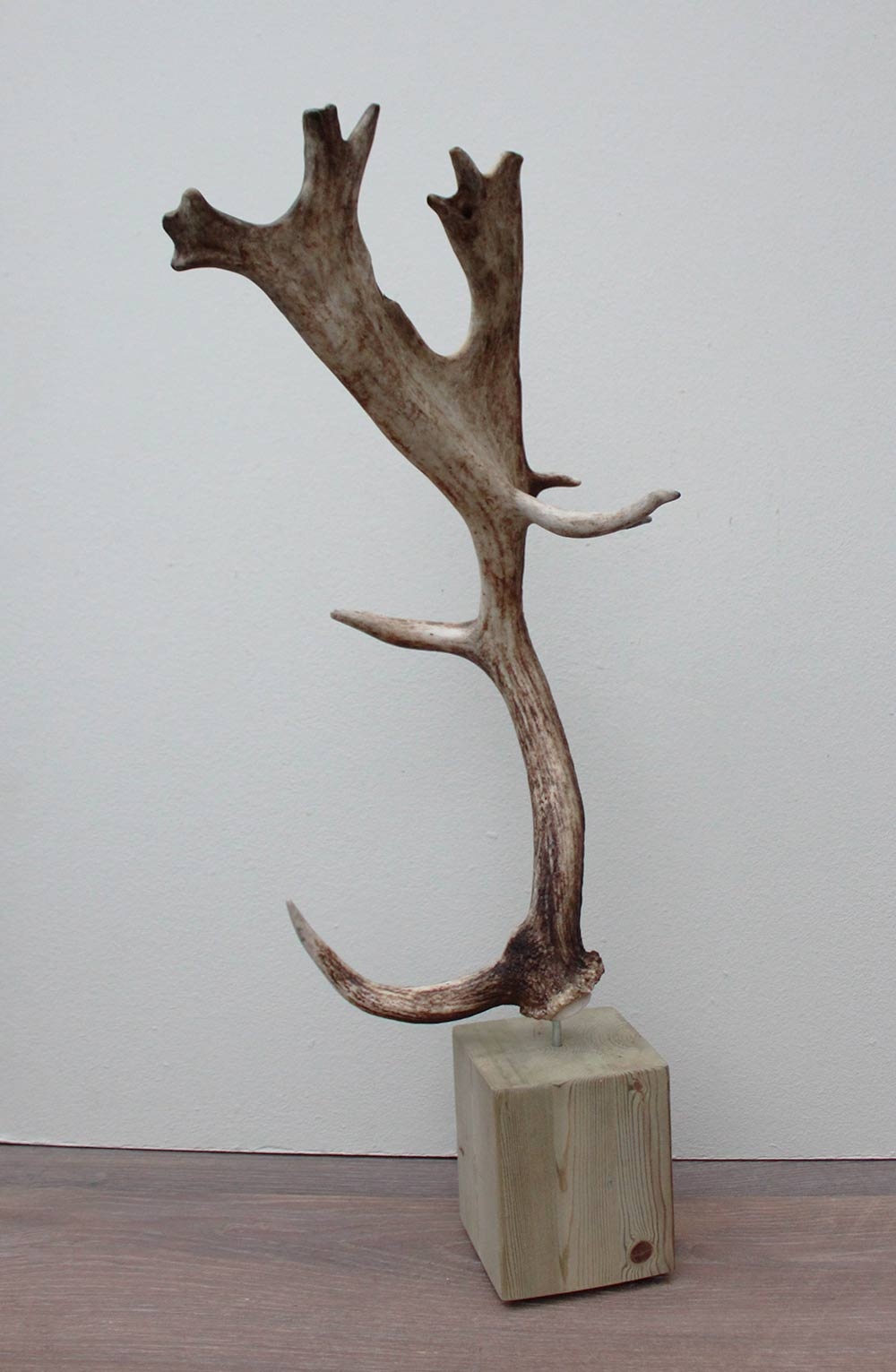 Groot DAMHERT GEWEI op houten sokkel