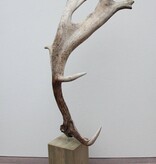 Groot DAMHERT GEWEI op houten sokkel