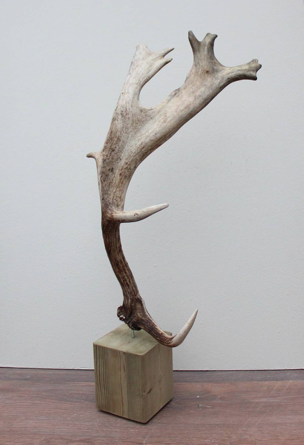 Groot DAMHERT GEWEI op houten sokkel