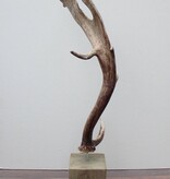 Groot DAMHERT GEWEI op houten sokkel