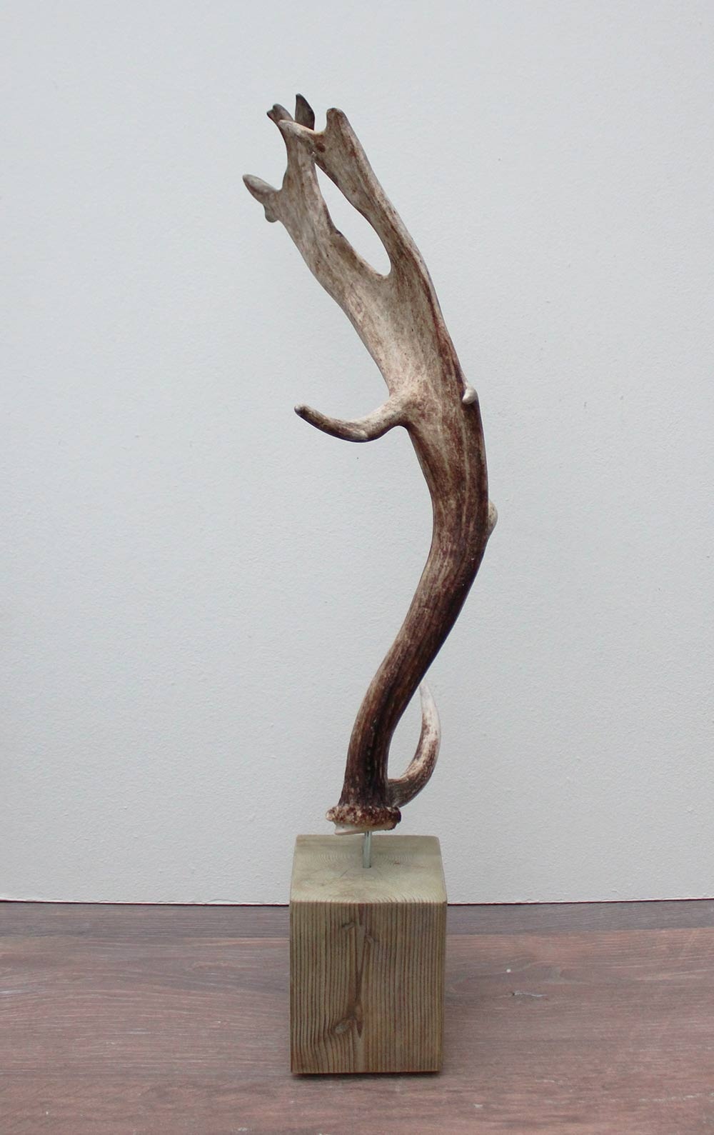 Groot DAMHERT GEWEI op houten sokkel