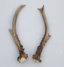 REE GEWEI PAAR 17 cm - Ref. Y