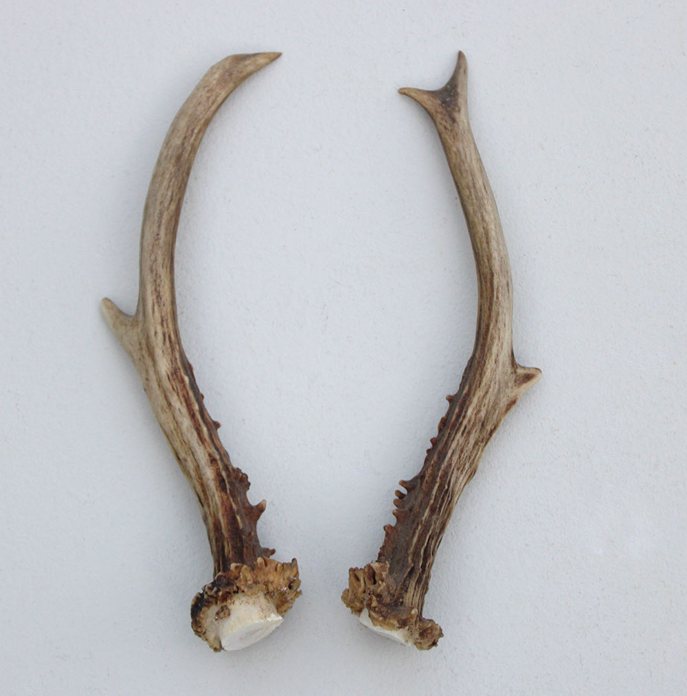 REE GEWEI PAAR 17 cm