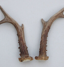 REE GEWEI PAAR 18 cm - Ref. C