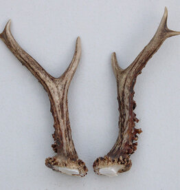 REE GEWEI PAAR 18 cm - Ref. O