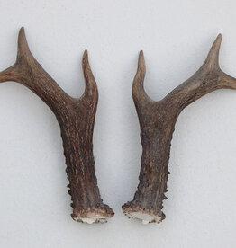 REE GEWEI PAAR 17 cm - Ref. D