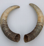Paar KOE HOORNS - 42 cm