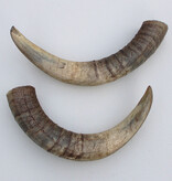 Paar KOE HOORNS - 42 cm