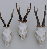 3 x mooi gebleekte REE SCHEDEL