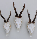 3 x mooi gebleekte REE SCHEDEL