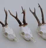 3 x mooi gebleekte REE SCHEDEL