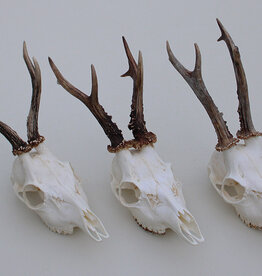 3 x gebleekte  REE SCHEDEL -  set U