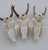 3 x mooi gebleekte REE SCHEDEL