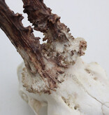 Grote  REE SCHEDEL GEWEI - 430 gr - stanglengte  25 cm