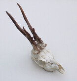 Grote  REE SCHEDEL GEWEI - 430 gr - stanglengte  25 cm