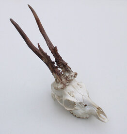 Grote  REE SCHEDEL GEWEI - 430 gr - stanglengte  25 cm - ref. R