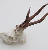 Grote  REE SCHEDEL GEWEI - 430 gr - stanglengte  25 cm