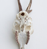 Grote  REE SCHEDEL GEWEI - 430 gr - stanglengte  25 cm