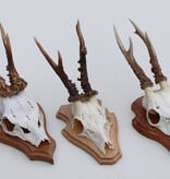 3 x REE GEWEI op eikenhouten schild