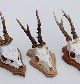 3 x REE GEWEI op eikenhouten schild -  set F