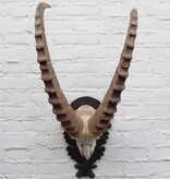 Hoorns ALPEN STEENBOK (Capra ibex) op schild