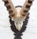 Hoorns ALPEN STEENBOK (Capra ibex) op schild