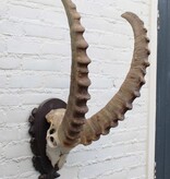 Hoorns ALPEN STEENBOK (Capra ibex) op schild