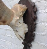 Hoorns ALPEN STEENBOK (Capra ibex) op schild