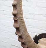 Hoorns ALPEN STEENBOK (Capra ibex) op schild